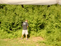 Plants: Bild 1 von 4 thumb